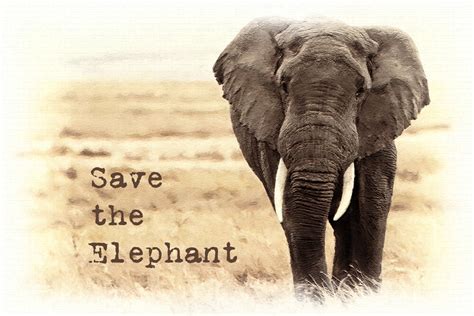 Save the Elephants .